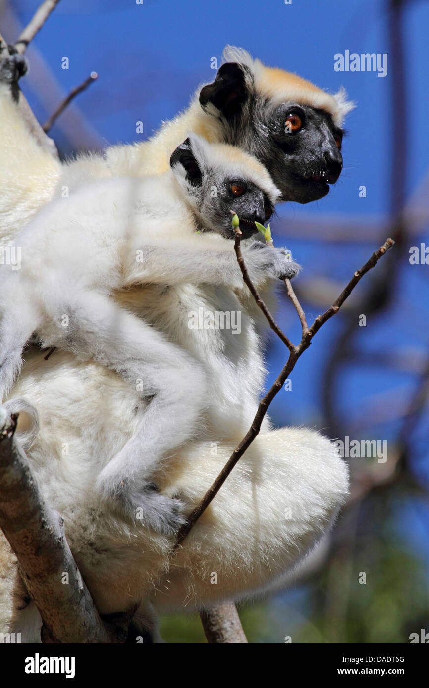 Golden-crowned sifaka, Tattersall's sifaka (Propithecus tattersalli), female with infant on her back sitting on a branch, Madagascar, Antsiranana, Daraina Stock Photo