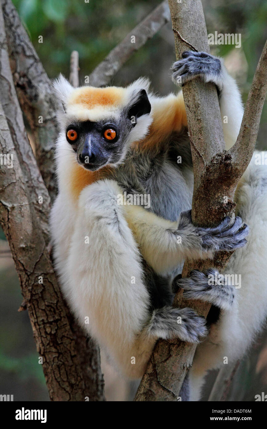 Golden-crowned sifaka, Tattersall's sifaka (Propithecus tattersalli), sitting in a tree and looking inquisitively, Madagascar, Antsiranana, Daraina Stock Photo