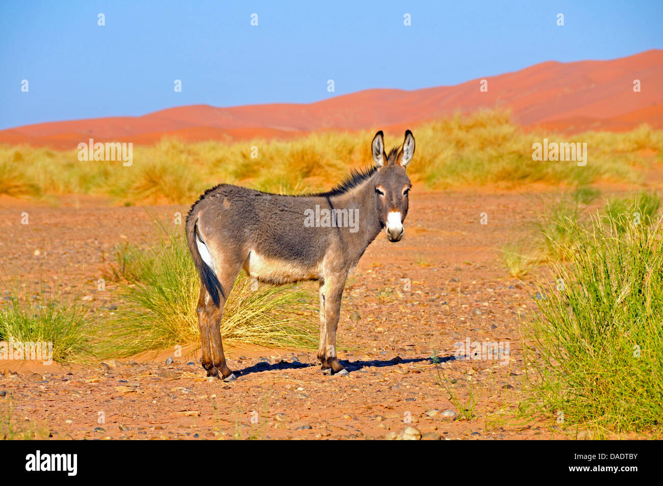 domestic donkey (Equus asinus f. asinus), in front of sand dunes of Erg Chebbi, Morocco, Sahara Stock Photo