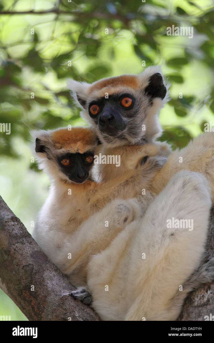 Golden-crowned sifaka, Tattersall's sifaka (Propithecus tattersalli), female with infant on her back; is sitting on a fork of branch, Madagascar, Antsiranana, Daraina Stock Photo