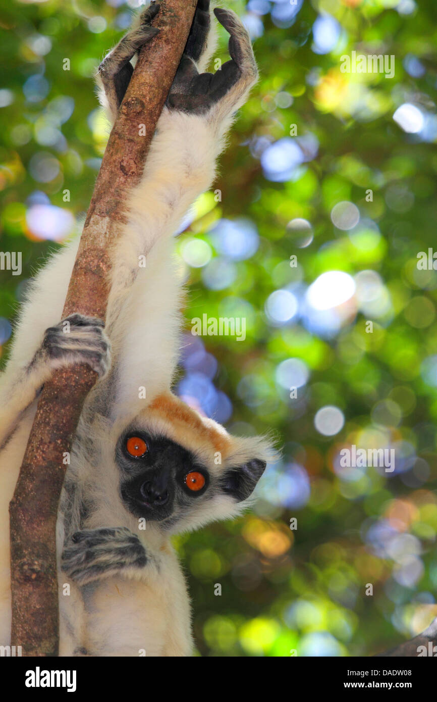 Golden-crowned sifaka, Tattersall's sifaka (Propithecus tattersalli), relaxed on thin tree trunk, Madagascar, Antsiranana, Daraina Stock Photo