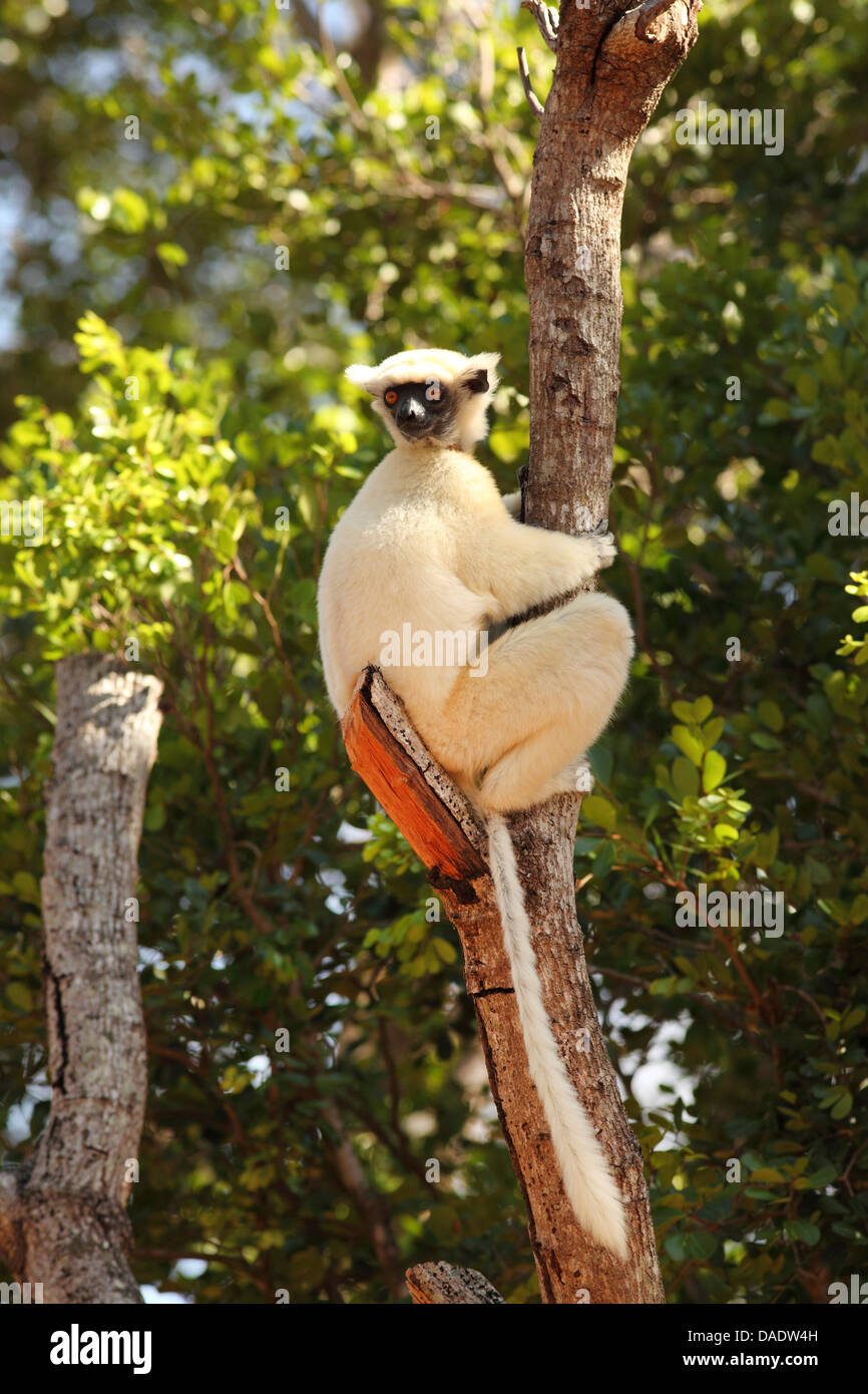 Golden-crowned sifaka, Tattersall's sifaka (Propithecus tattersalli), sitting on tree trunk, Madagascar, Antsiranana, Daraina Stock Photo