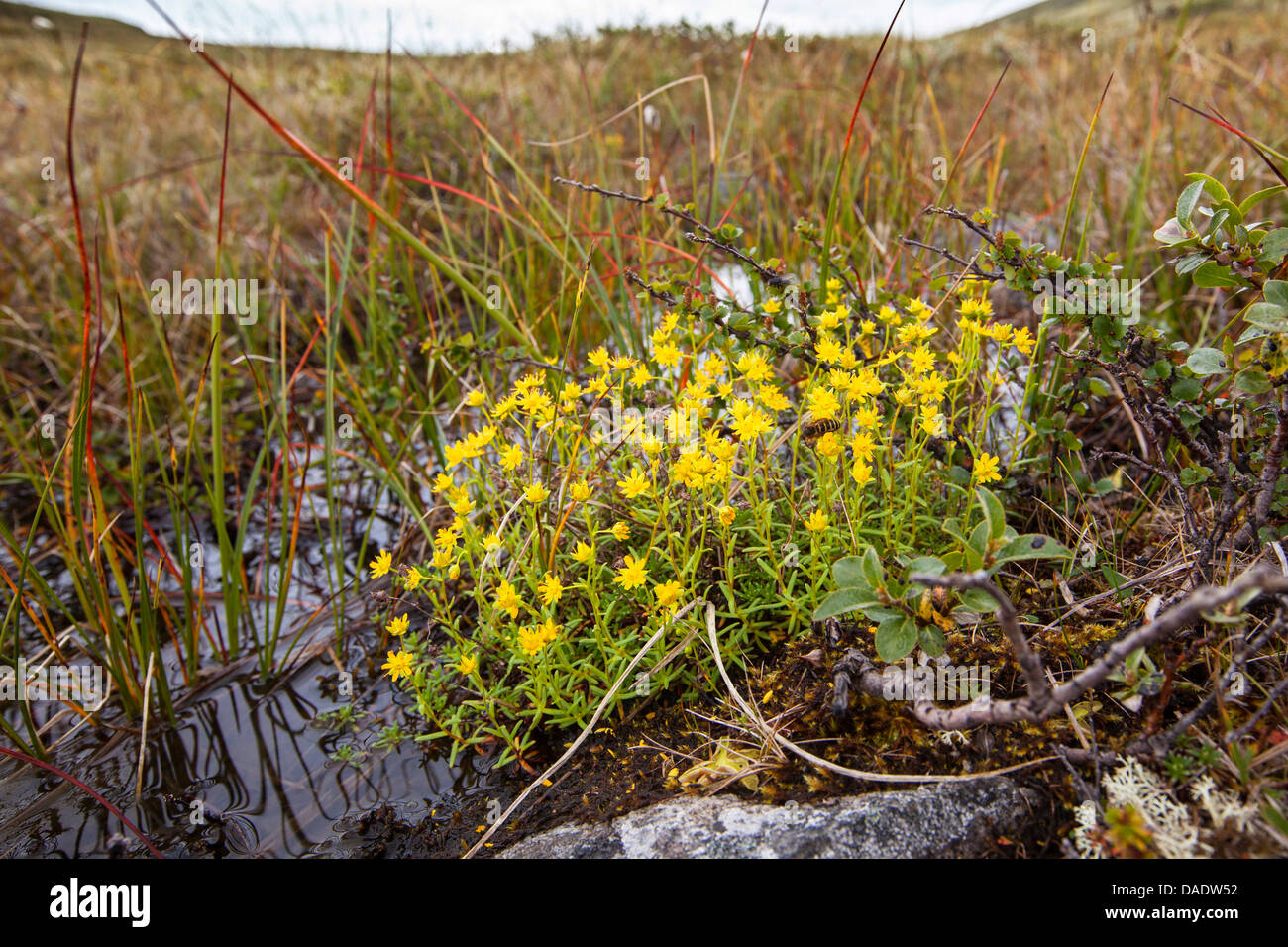 yellow saxifrage, yellow mountain saxifrage, evergreen saxifrage (Saxifraga aizoides), blooming, Norway, Dovrefjell Sunndalsfjella National Park Stock Photo