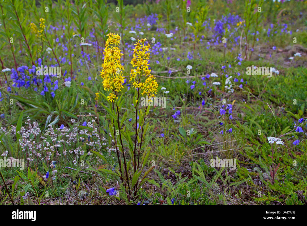 goldenrod, golden rod (Solidago virgaurea), with bellflowers in a meadow, Russia, Kolahalbinsel Stock Photo