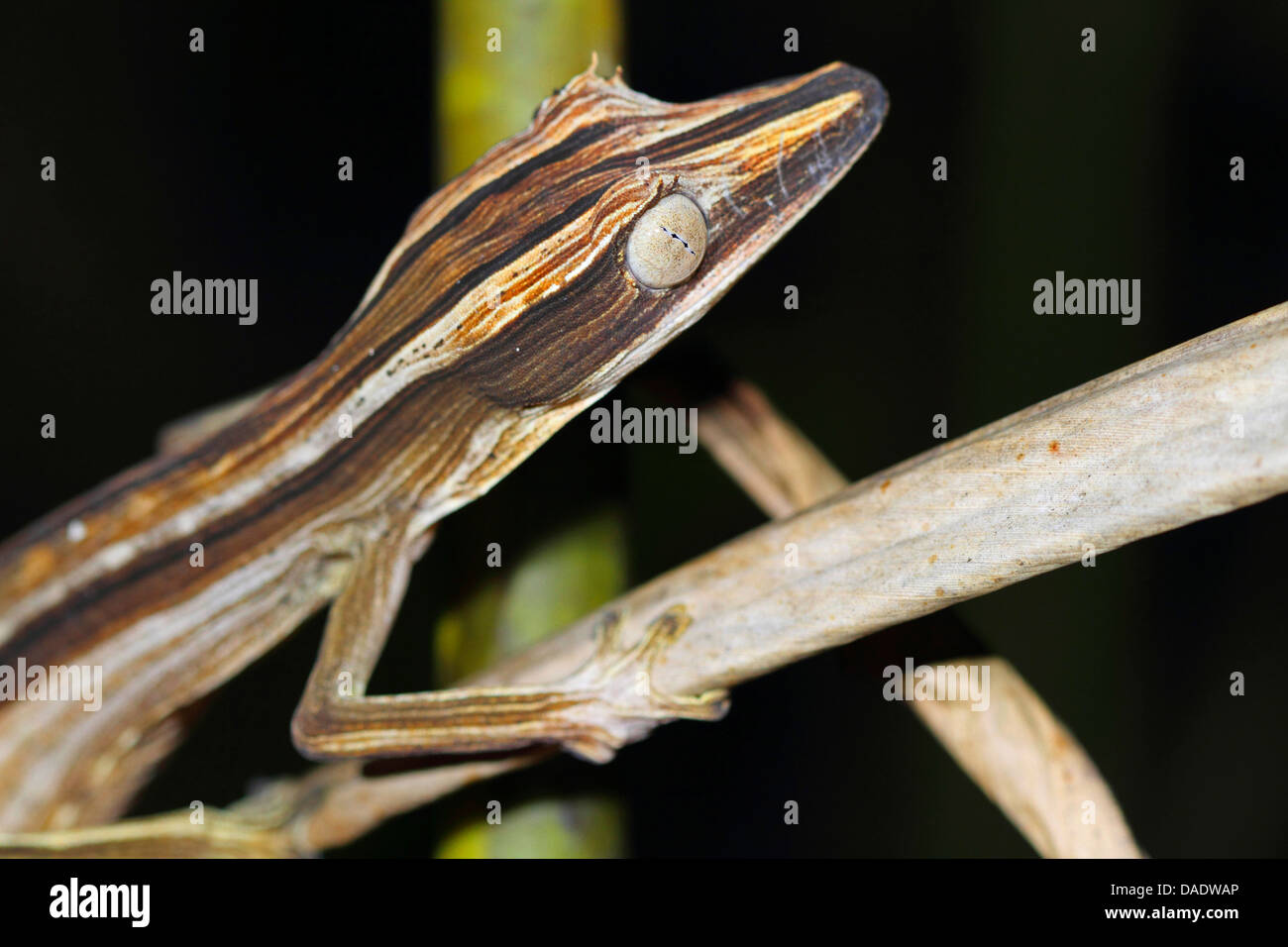 Lined leaftail gecko, Lined Leaf-tailed Gecko (Uroplatus lineatus), sitting on a branch, Madagascar, Antsiranana, Marojejy National Park Stock Photo