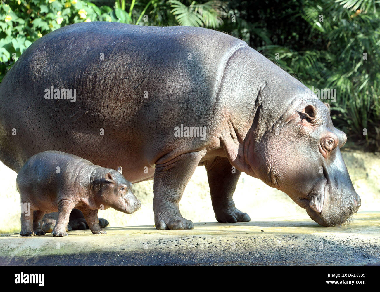11-year-old hippo Nicole presents her third child born on 23 October 2011 at the zoo in Berlin, Germany, 01 November 2011. The young hippo is a great-grandchild of legendary Berlin hippo 'Bulette'. Photo: Wolfgang Kumm Stock Photo