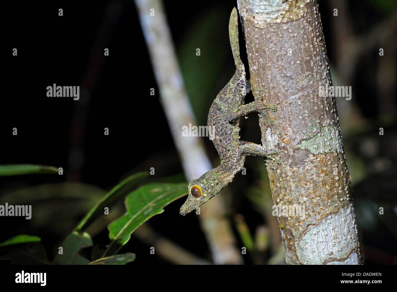 Common flat-tail gecko (Uroplatus fimbriatus), juvenile at a stem, Madagascar, Antsiranana, Marojejy National Park Stock Photo