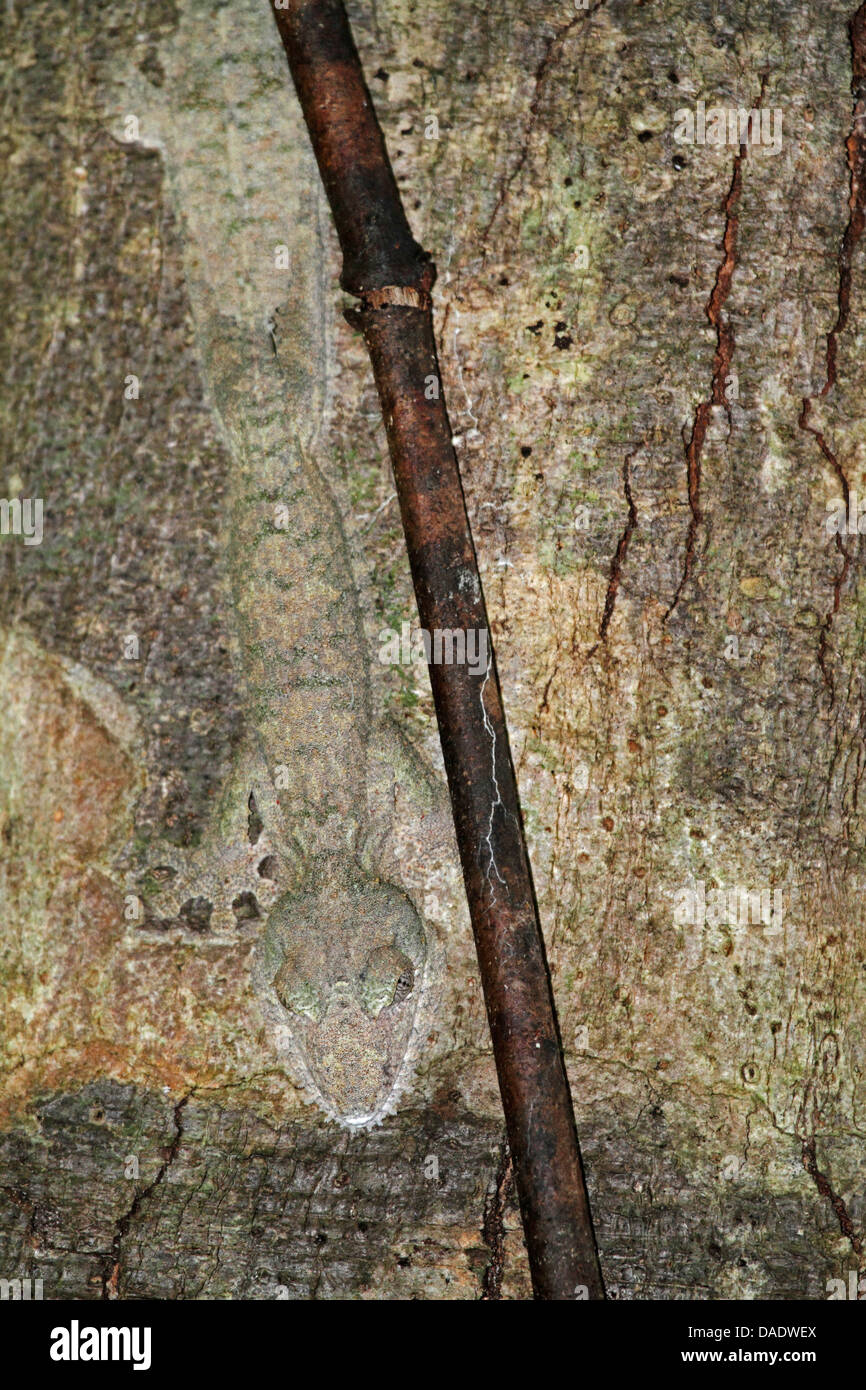 Common flat-tail gecko (Uroplatus fimbriatus), well camouflaged on tree trunk, Madagascar, Antsiranana, Marojejy National Park Stock Photo