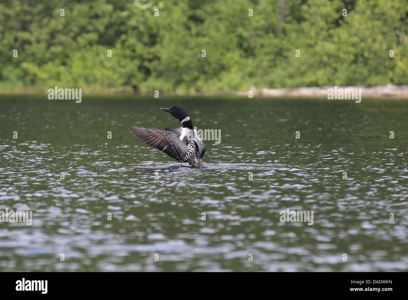 Common Loon flapping his wings Stock Photo Alamy