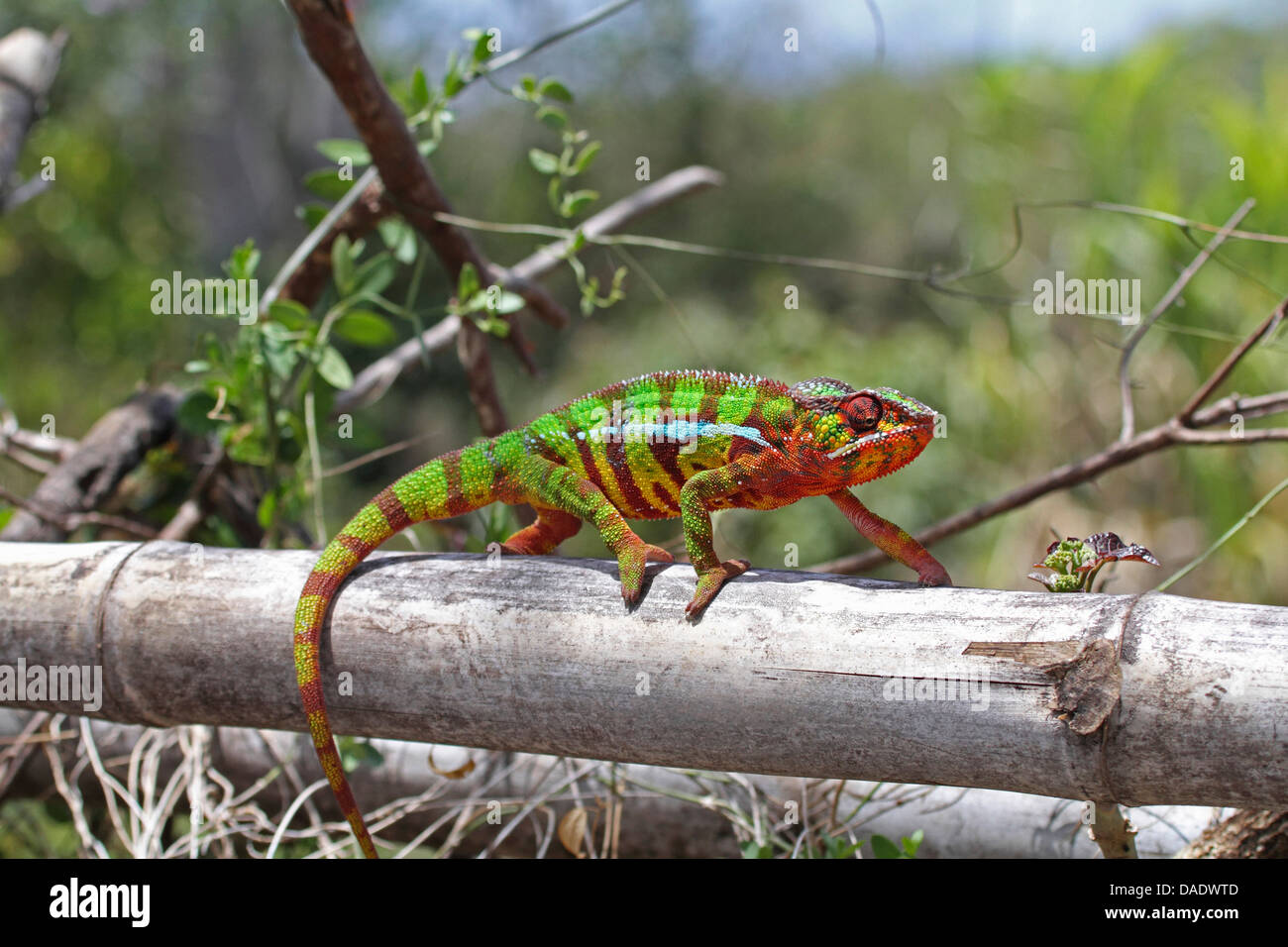 Panther chameleon (Furcifer pardalis, Chamaeleo pardalis), male is walking on bamboo fence, Madagascar, Antsiranana, Vohemar Stock Photo