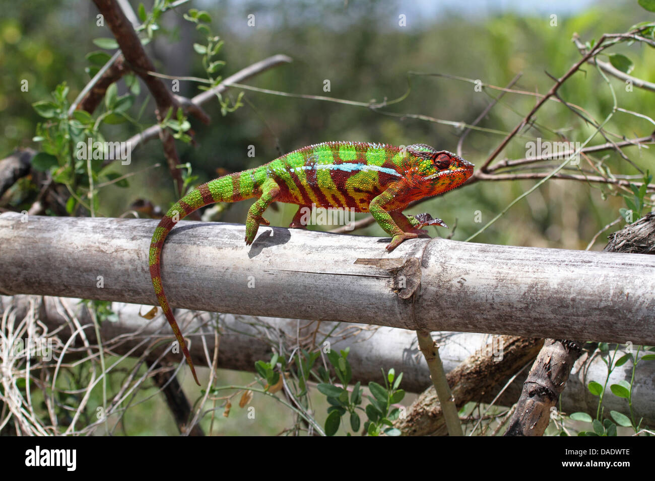 Panther chameleon (Furcifer pardalis, Chamaeleo pardalis), male is walking on bamboo fence, Madagascar, Antsiranana, Vohemar Stock Photo
