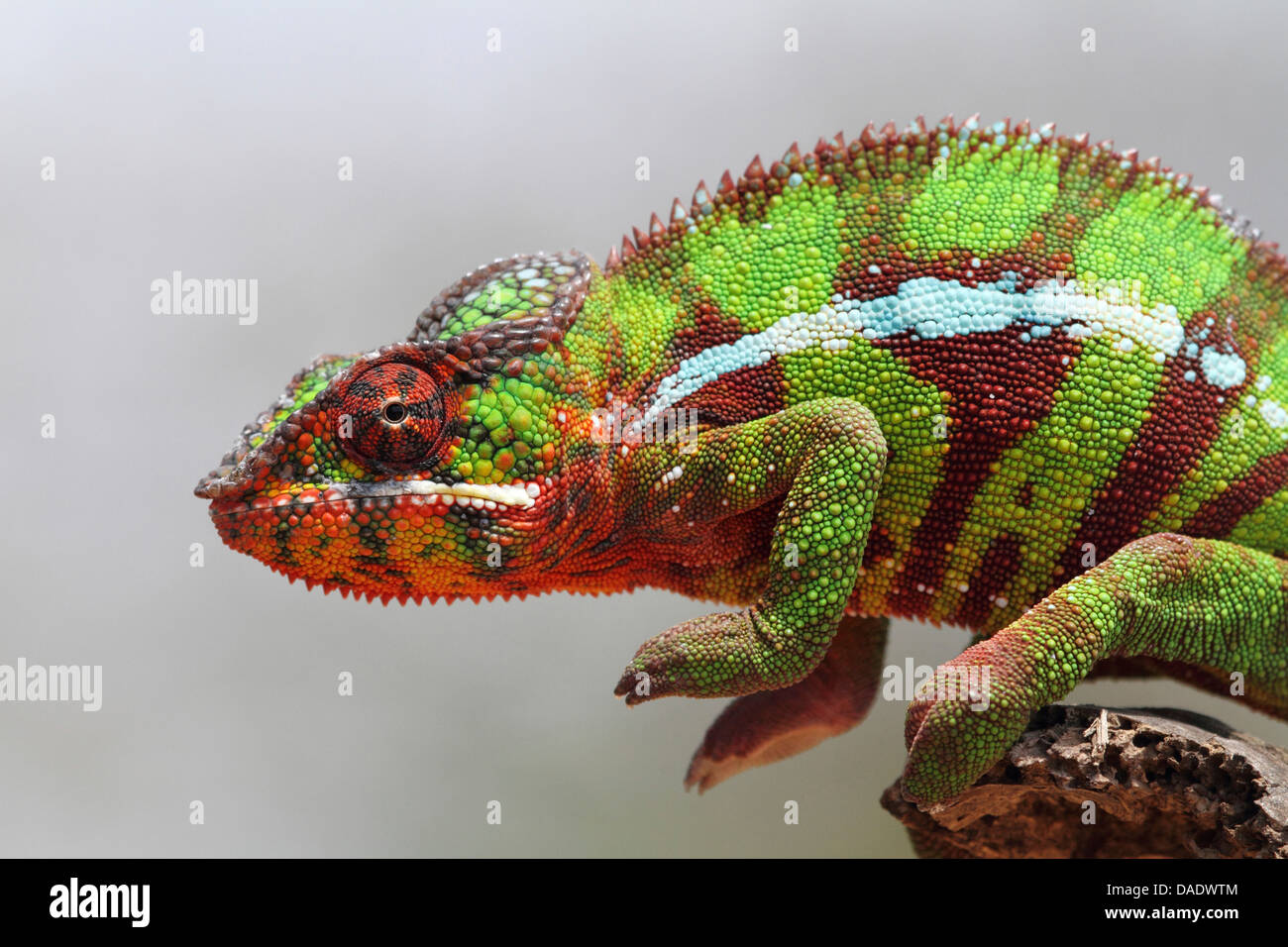 Panther chameleon (Furcifer pardalis, Chamaeleo pardalis), male is sitting on a branch looking around, Madagascar, Antsiranana, Vohemar Stock Photo