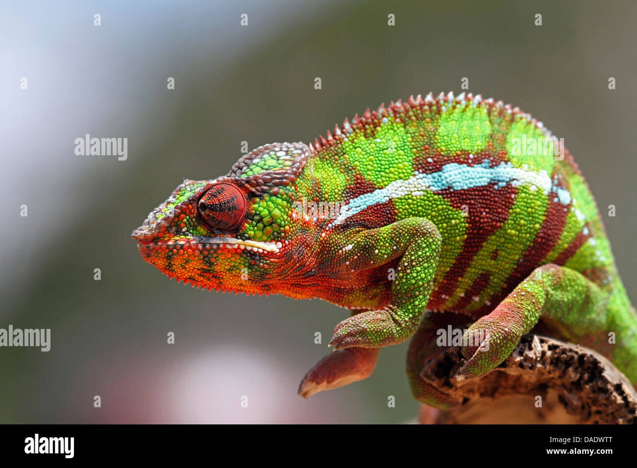 Panther chameleon (Furcifer pardalis, Chamaeleo pardalis), male is sitting on a branch, Madagascar, Antsiranana, Vohemar Stock Photo