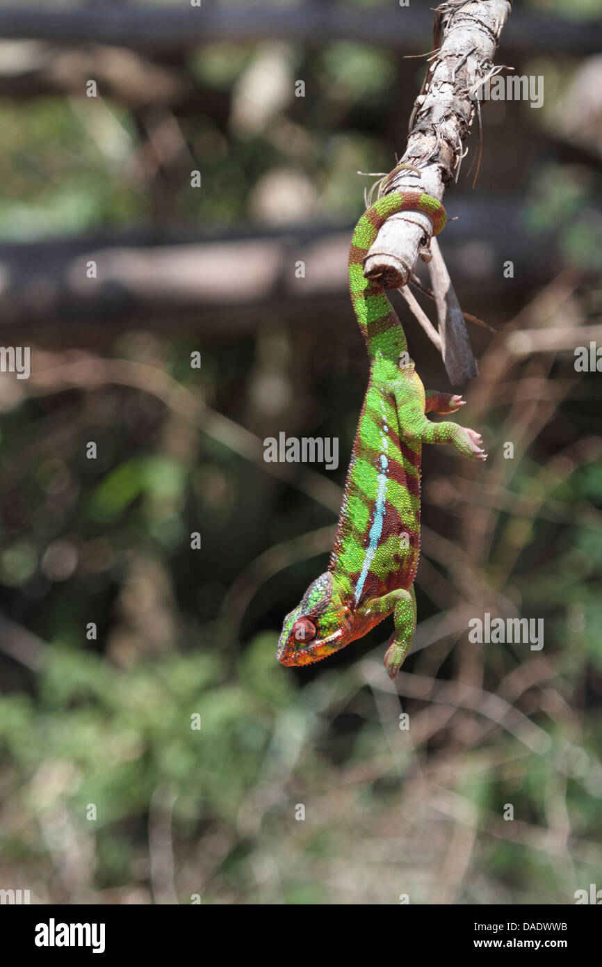 Panther chameleon (Furcifer pardalis, Chamaeleo pardalis), male is hanging head-down on branch, Madagascar, Antsiranana, Vohemar Stock Photo