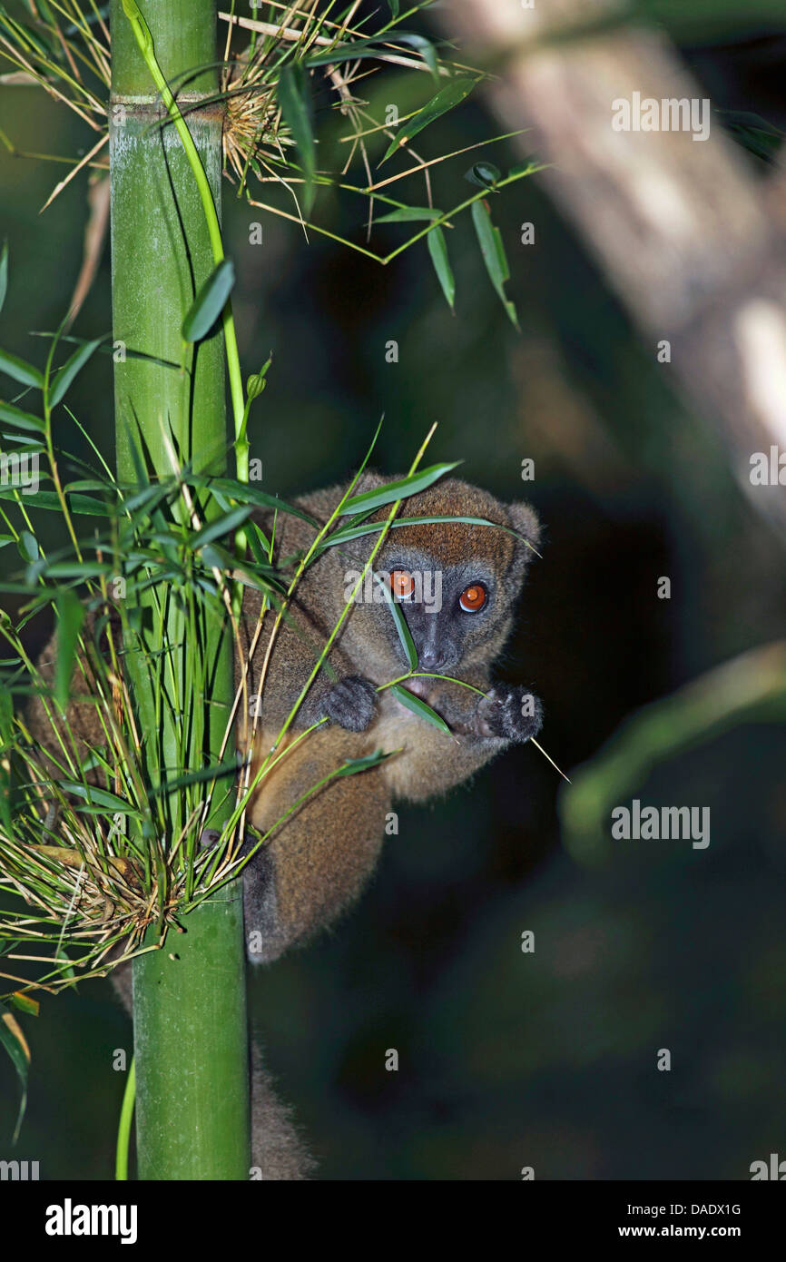 Bamboo Lemur (Hapalemur cf. occidentalis), sitting an a bamboo, Madagascar, Antsiranana, Marojejy National Park Stock Photo