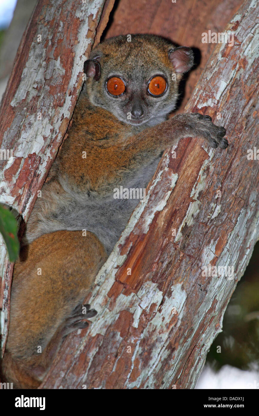 Ankarana Sportive Lemur (Lepilemur ankaranensis), in a hollow tree trunk, Madagascar, Antsiranana, Andrafiamena Classified Forest Stock Photo