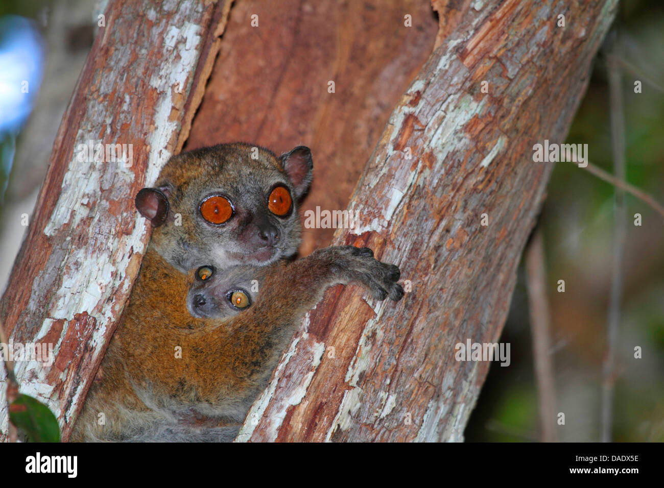 Ankarana Sportive Lemur (Lepilemur ankaranensis), female with juvenile in a hollow tree trunk, Madagascar, Antsiranana, Andrafiamena Classified Forest Stock Photo