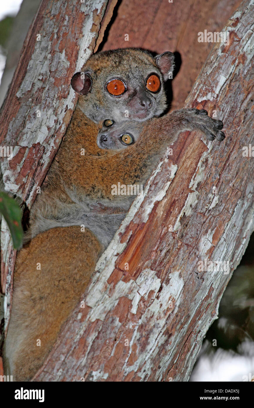 Ankarana Sportive Lemur (Lepilemur ankaranensis), female with juvenile in a hollow tree trunk, Madagascar, Antsiranana, Andrafiamena Classified Forest Stock Photo