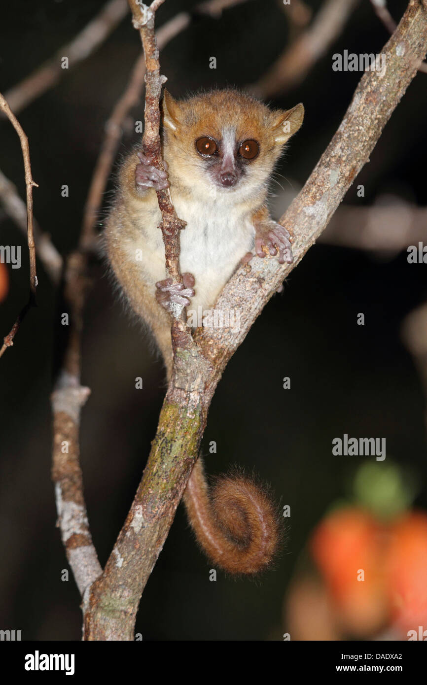 mouse lemurs (Microcebus spec.), sitting on a branch, Madagascar, Antsiranana, Daraina Stock Photo