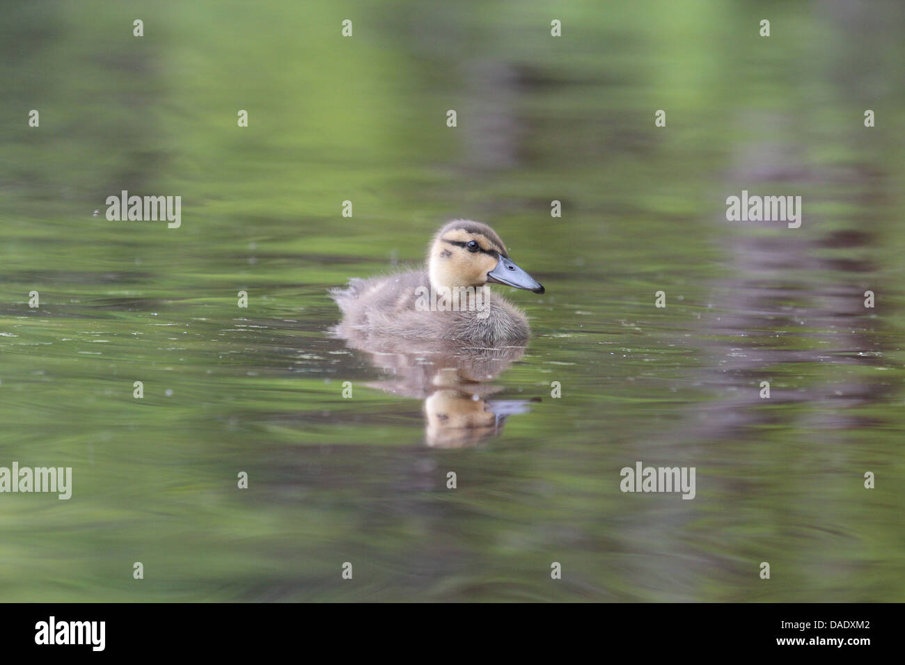 Small Mallard duck, blurred background Stock Photo