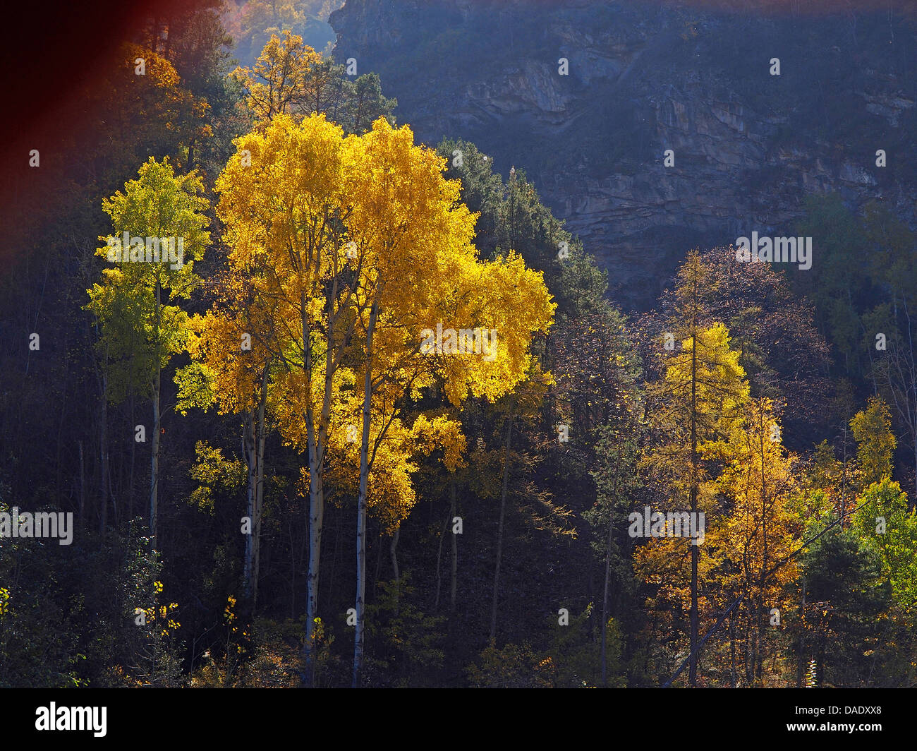 golden autumn in Aosta Valley, Italy, Gran Paradiso National Park, Valsavaranche Stock Photo