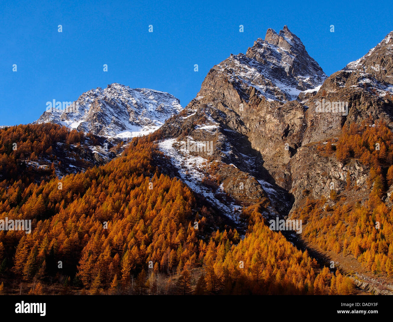 common larch, European larch (Larix decidua, Larix europaea), golden autum in Aosta valley, Italy, Gran Paradiso National Park, Valsavaranche Stock Photo