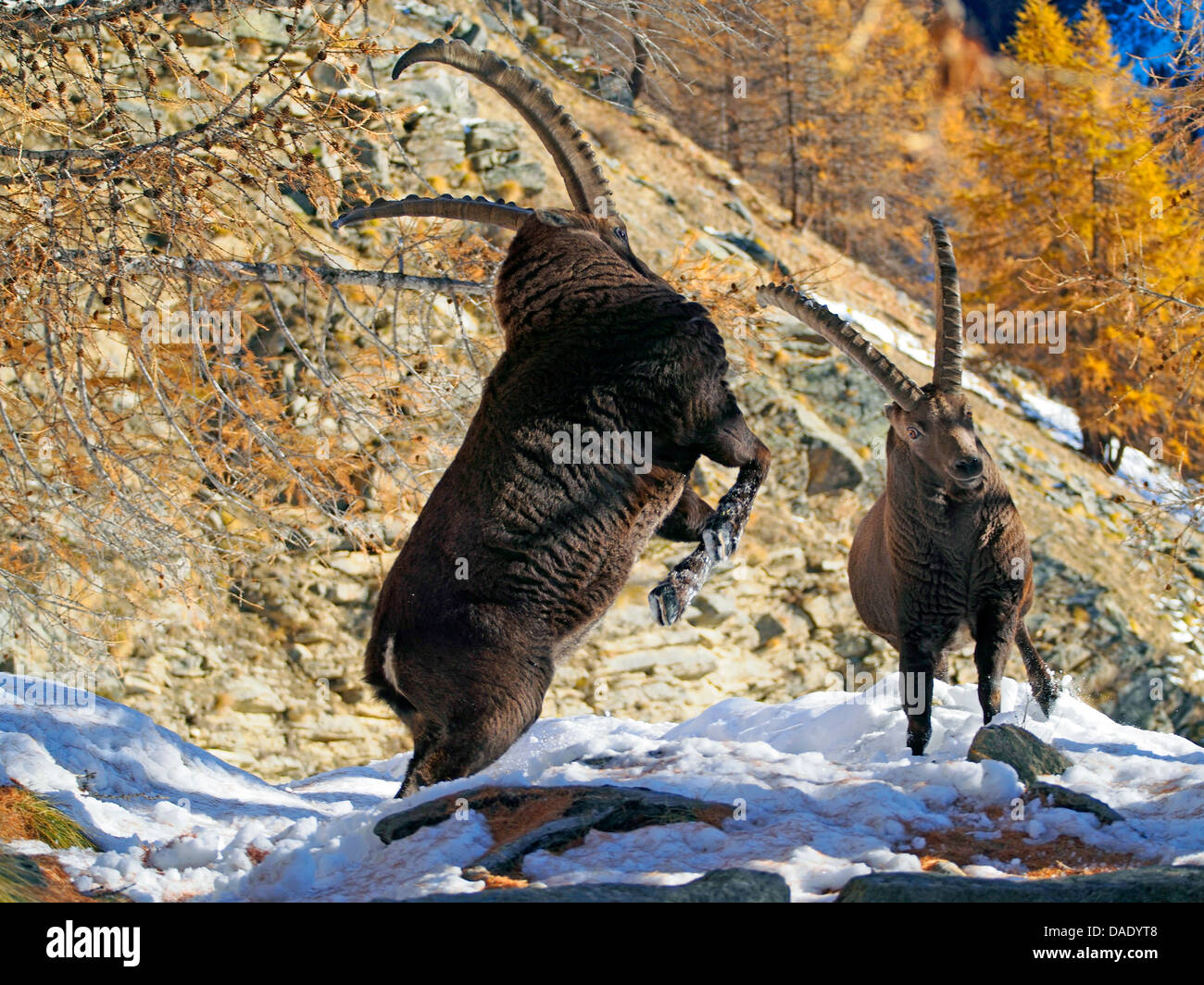 alpine ibex (Capra ibex), fighting alpine ibexes in winter, Italy, Gran Paradiso National Park, Vanontey Stock Photo