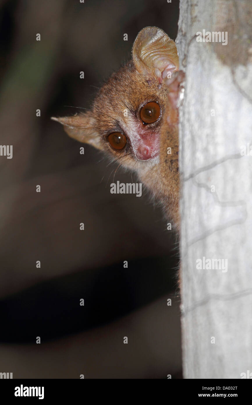lesser mouse lemur, grey mouse lemur, gray mouse-lemur (Microcebus murinus), peering from behind a tree trunk, Madagascar, Toliara, Kirindy Forest Stock Photo