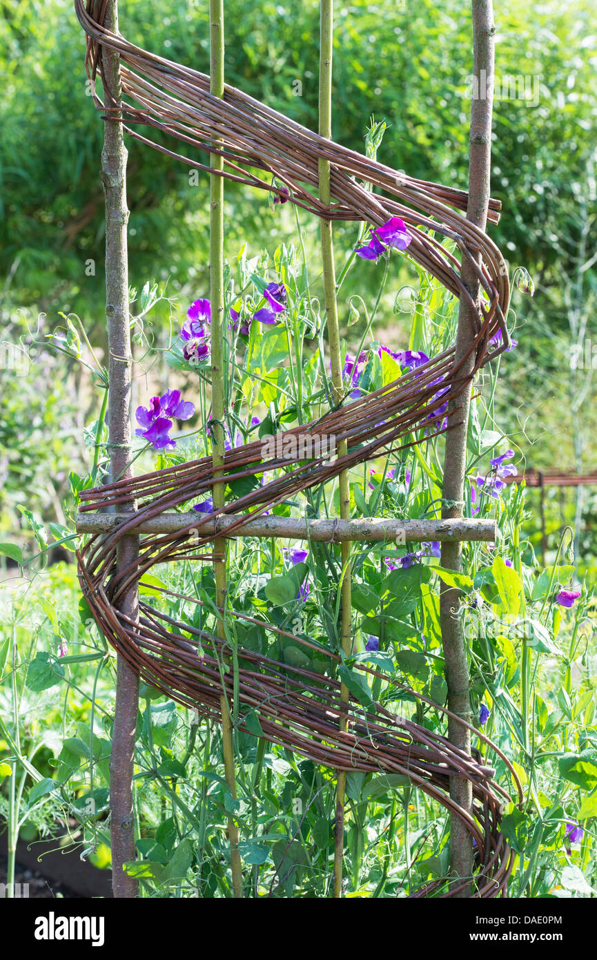 Lathyrus latifolius. Perennial pea or Everlasting sweet pea growing on hazel and wicker frame. RHS Harlow Carr. England Stock Photo