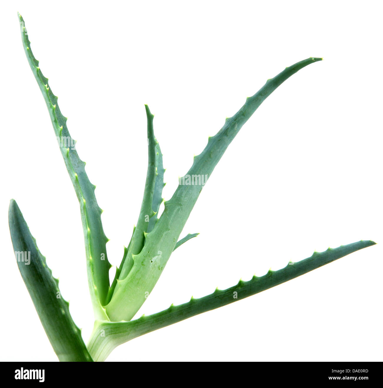 aloe vera Stock Photo