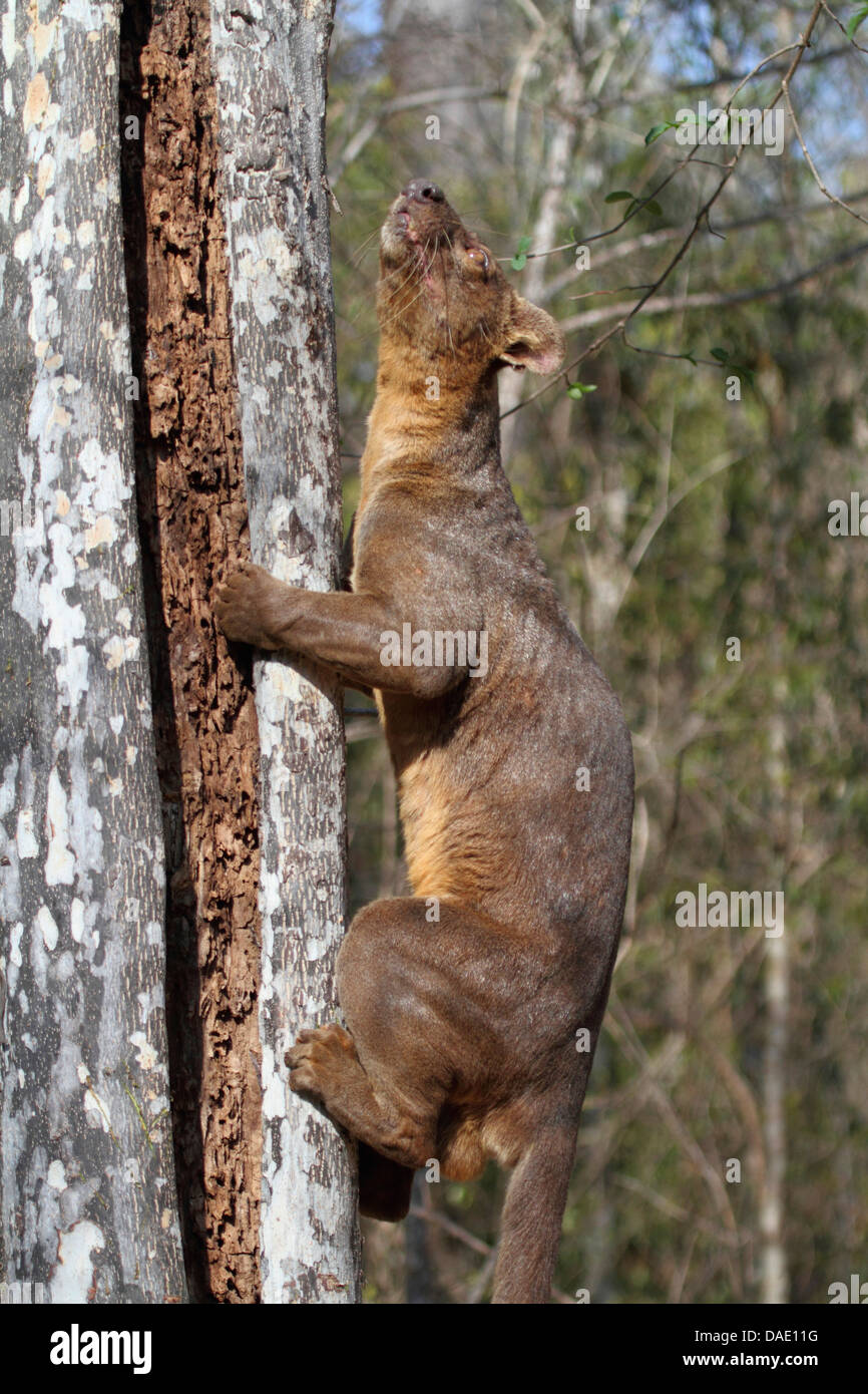 fossa (Cryptoprocta ferox), climbing a tree, largest predator of Madagascar, Madagascar, Toliara, Kirindy Forest Stock Photo