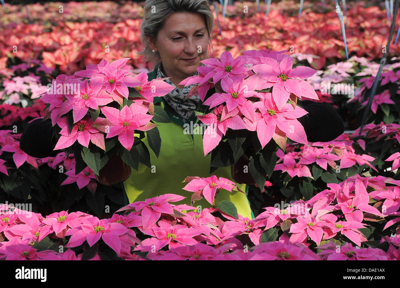 Gardner Michaela Gruenberg examines new pink poisettias in Langerwisch, Germany, 07 November 2011. 150,000 plants in more than 20 varieties are waiting for buyers. The flowers, which bloom between November and February, are a well loved room decoration furing the Advent and Christmas time. Photo: Bernd Settnik Stock Photo