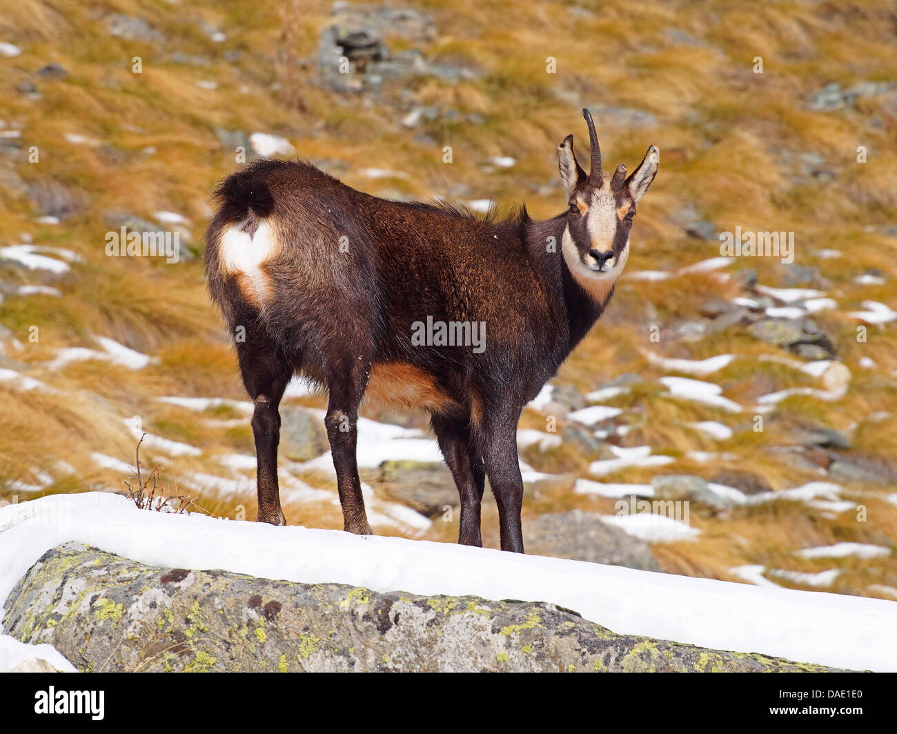 chamois (Rupicapra rupicapra), chamois with a broken horn standing in snow on rock, Italy, Vanontey, Gran Paradiso National Park Stock Photo