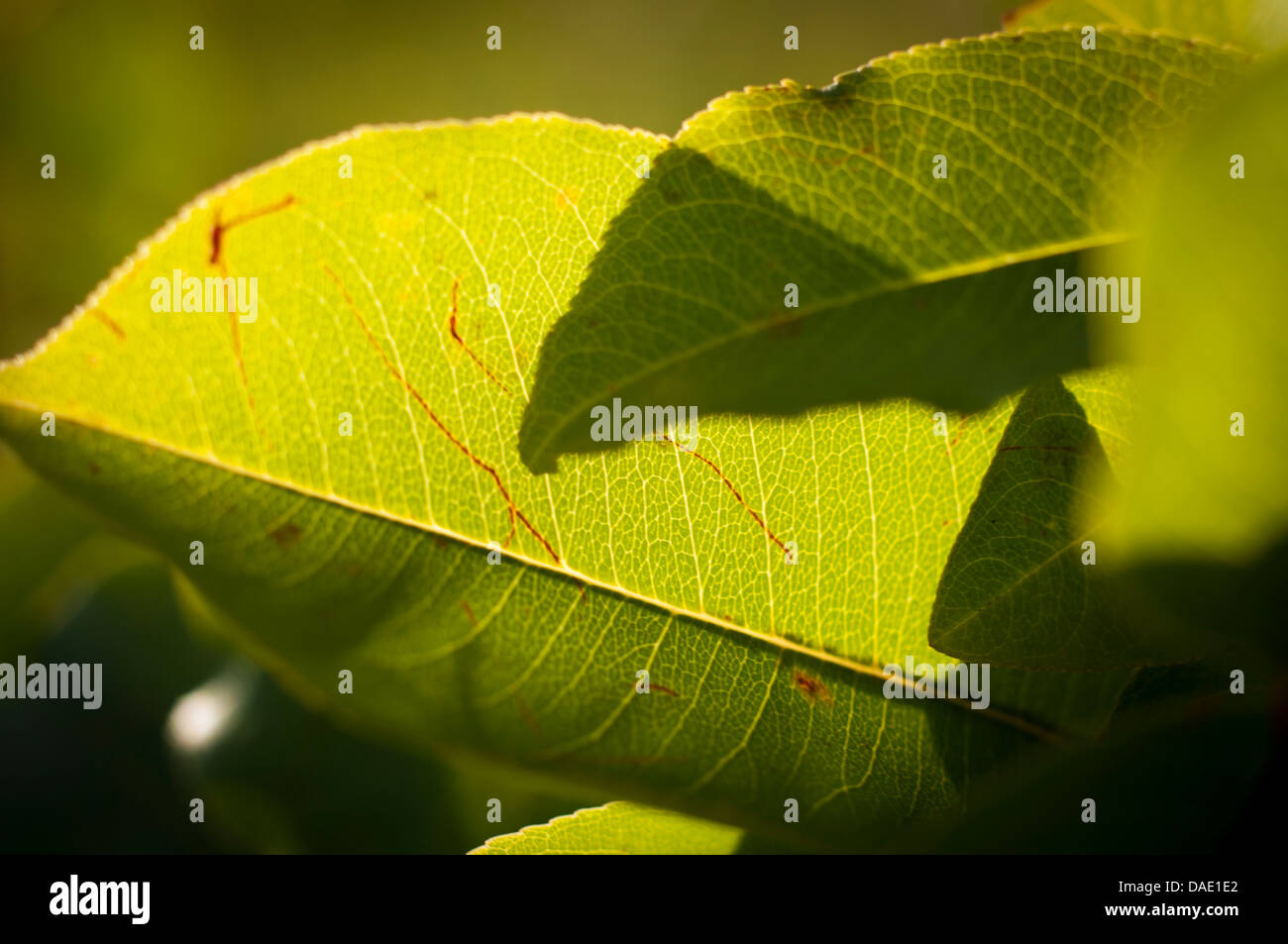 An image of green leaves with sunrays Stock Photo - Alamy