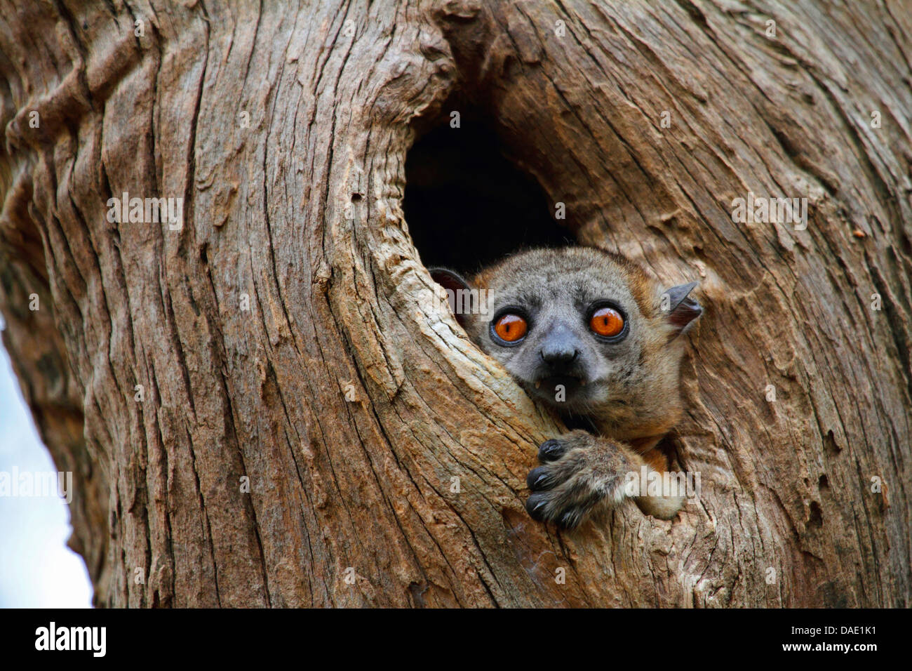Red tailed sportive lemurs lepilemur ruficaudatus hires stock