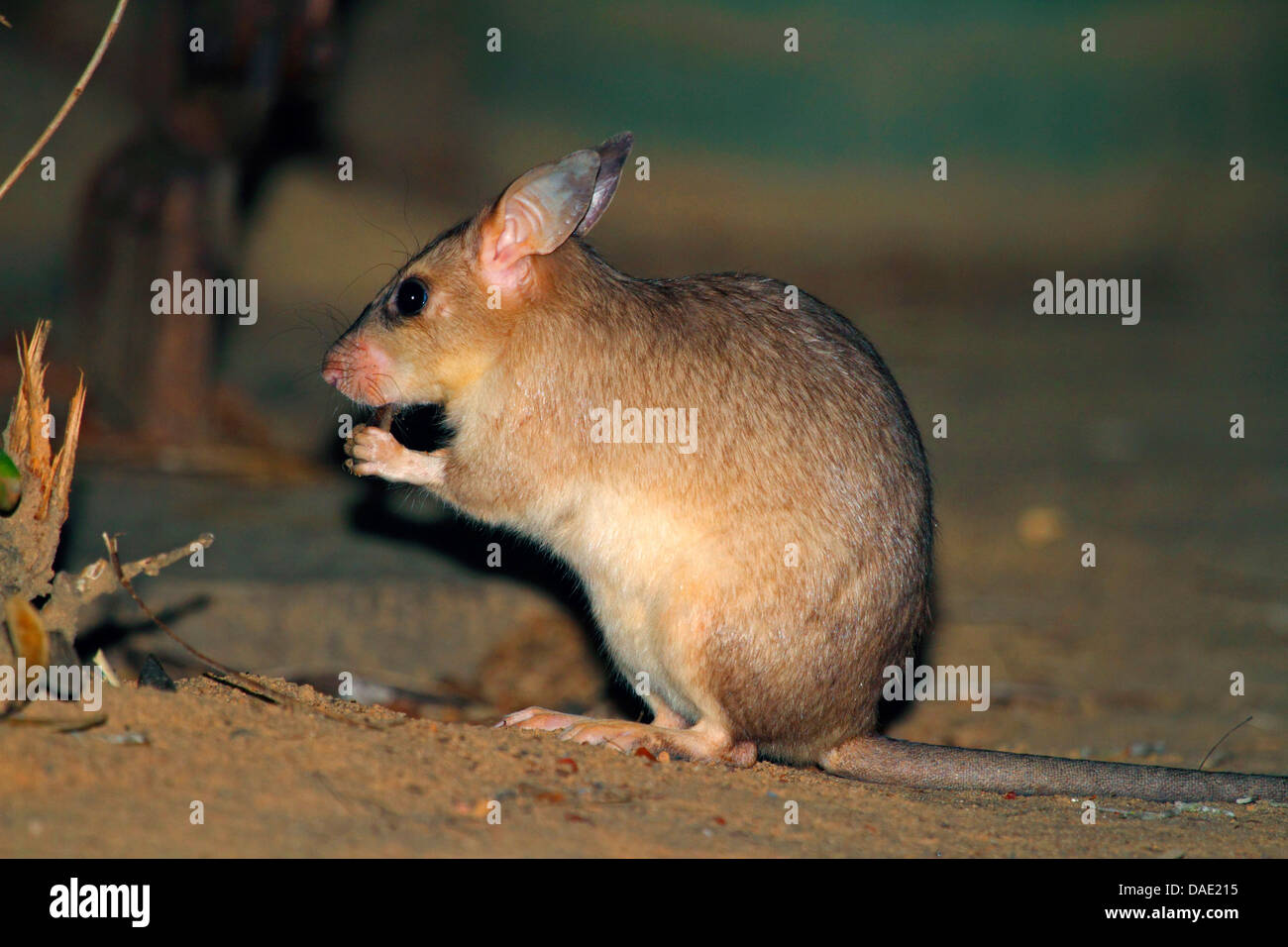 Jumping rat deals