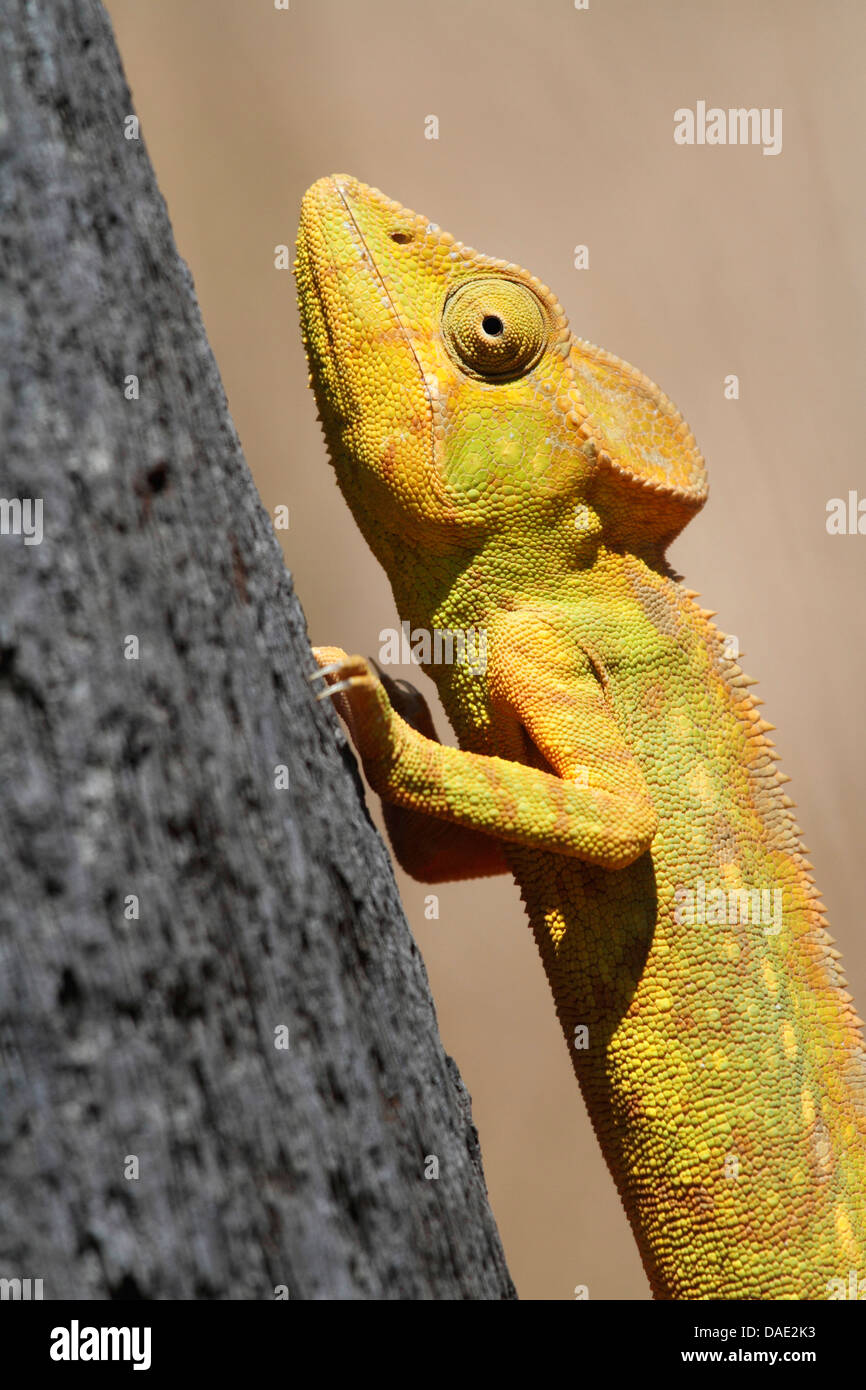 Giant Madagascar Chameleon, Oustalet's Chameleon, Oustalet's giant chameleon (Furcifer oustaleti, Chamaeleo oustaleti), climbing tree trunk, largest chameleon species, Madagascar, Antsiranana, Vohemar Stock Photo