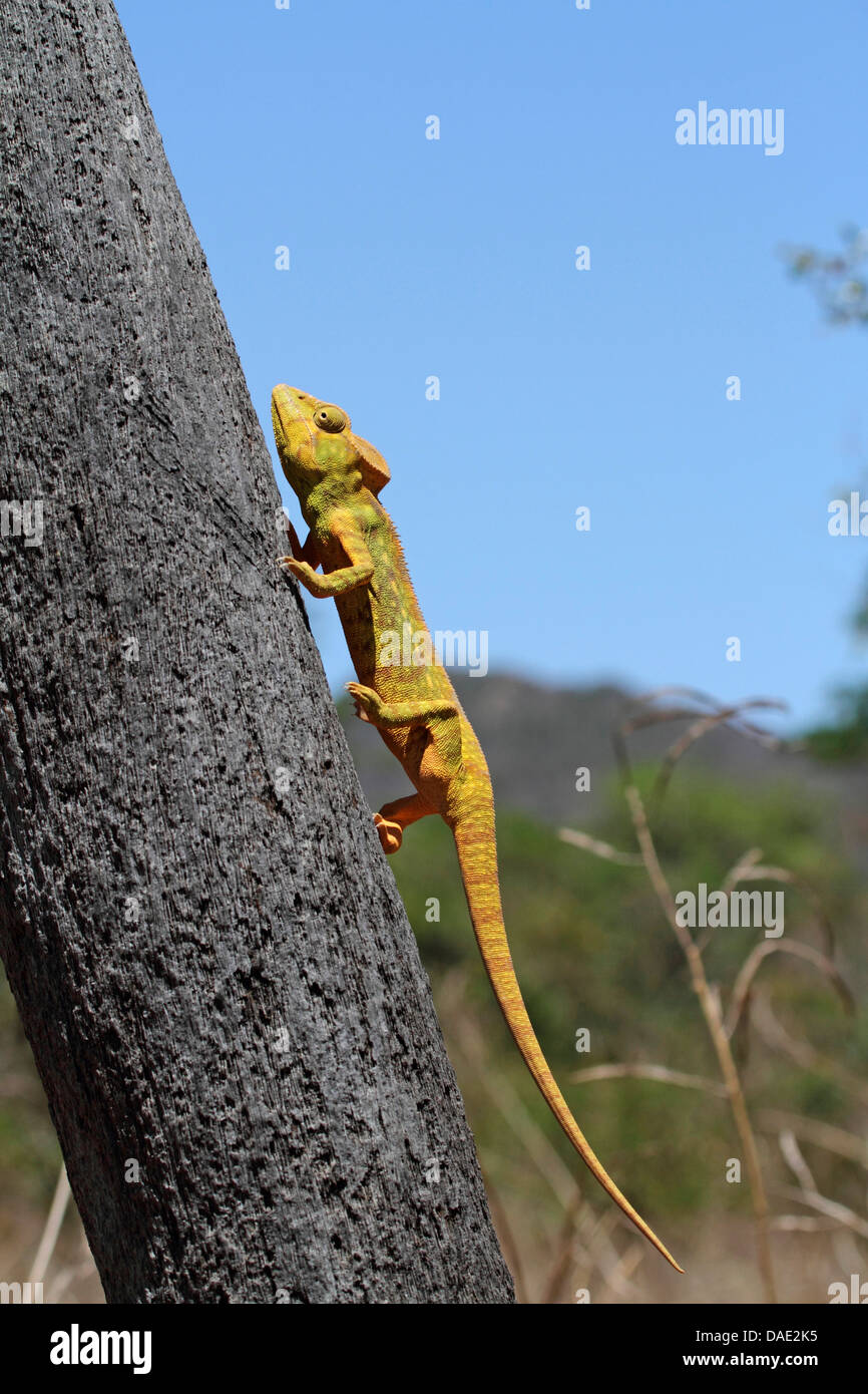 Giant Madagascar Chameleon, Oustalet's Chameleon, Oustalet's giant chameleon (Furcifer oustaleti, Chamaeleo oustaleti), climbing a tree trunk, largest chameleon species, Madagascar, Antsiranana, Vohemar Stock Photo