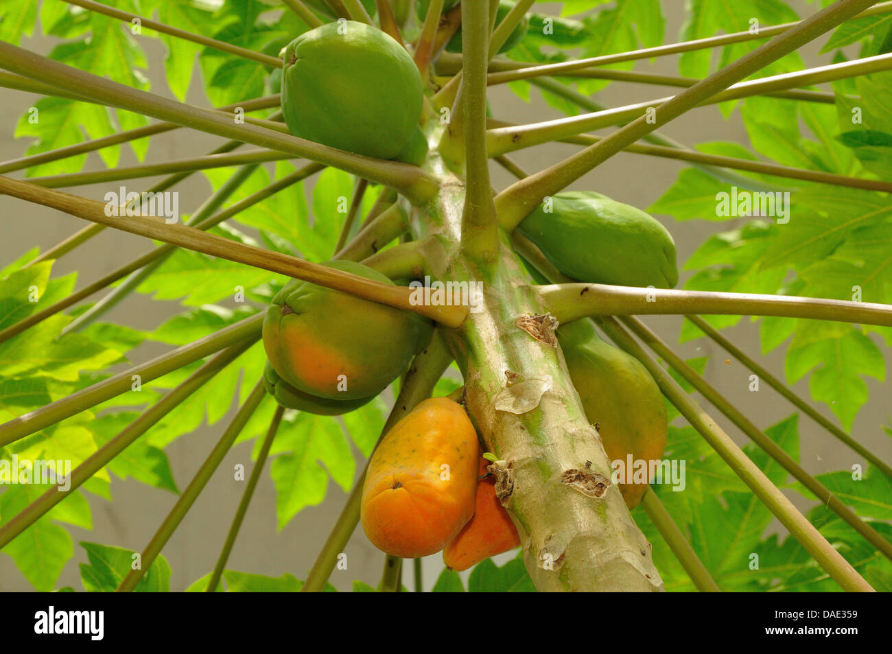 papaya, papaw, paw paw, mamao, tree melon (Carica papaya), tree with fruits Stock Photo