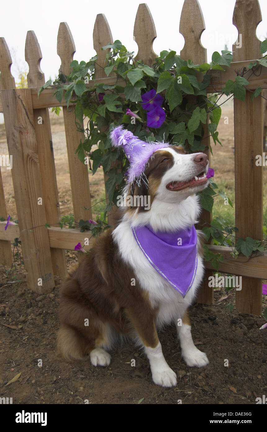 Party dog - all dressed and smiling. Molly is an Australian Shepherd puppy, 1 year old, red tri color. Stock Photo