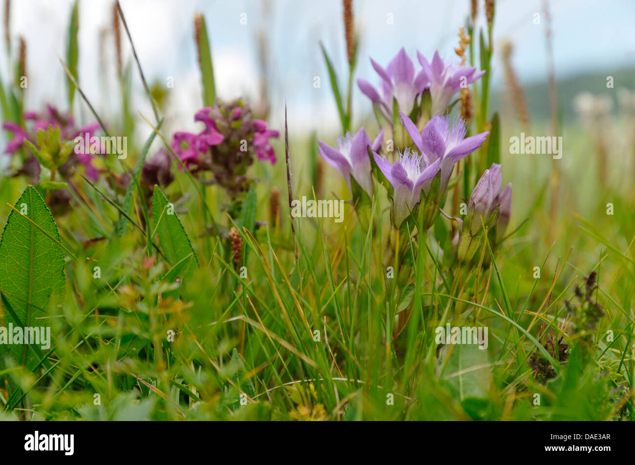 German Gentian, Chiltern Gentian (Gentiana germanica, Gentianella germanica), blooming in a meadoq with Prunella, Italy Stock Photo