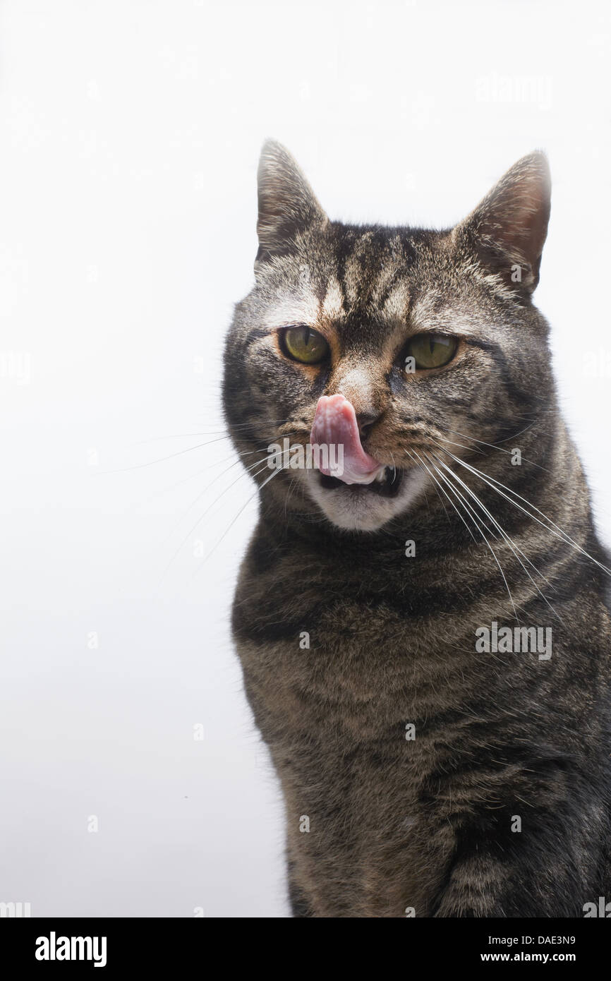 tabby cat licking nose Stock Photo Alamy
