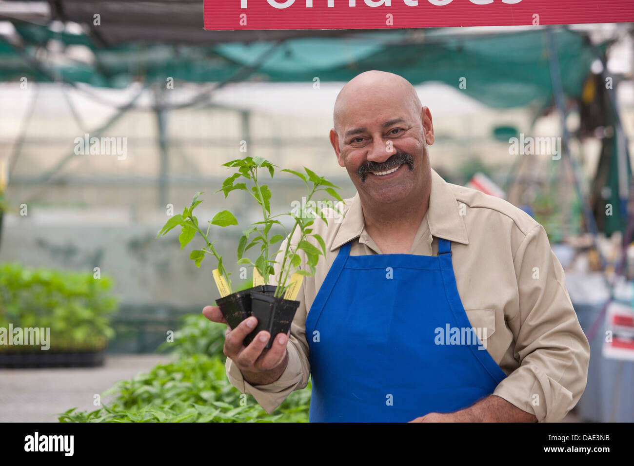 Mature man holding pot plant in garden centre, smiling Stock Photo - Alamy