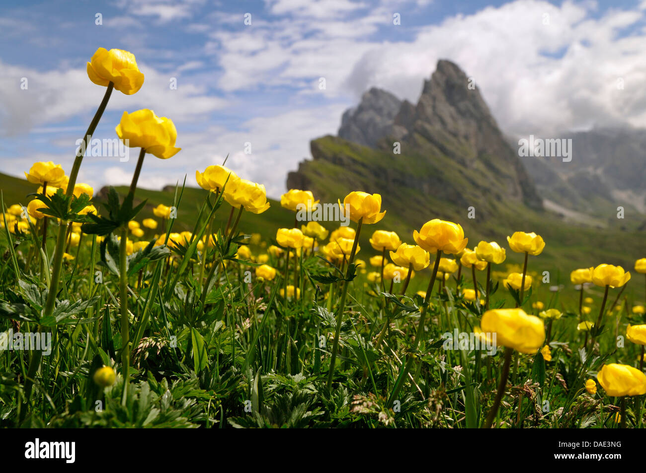 globeflower (Trollius europaeus), blooming in a mountain meadow, Italy Stock Photo