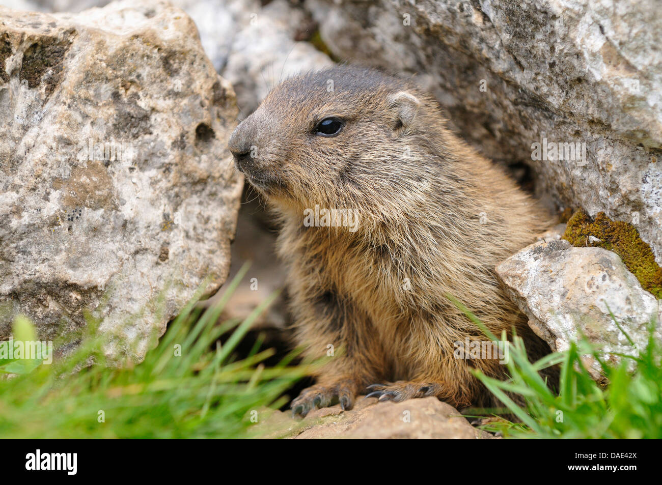 alpine marmot (Marmota marmota), juvenile looking out of the den, Italy Stock Photo
