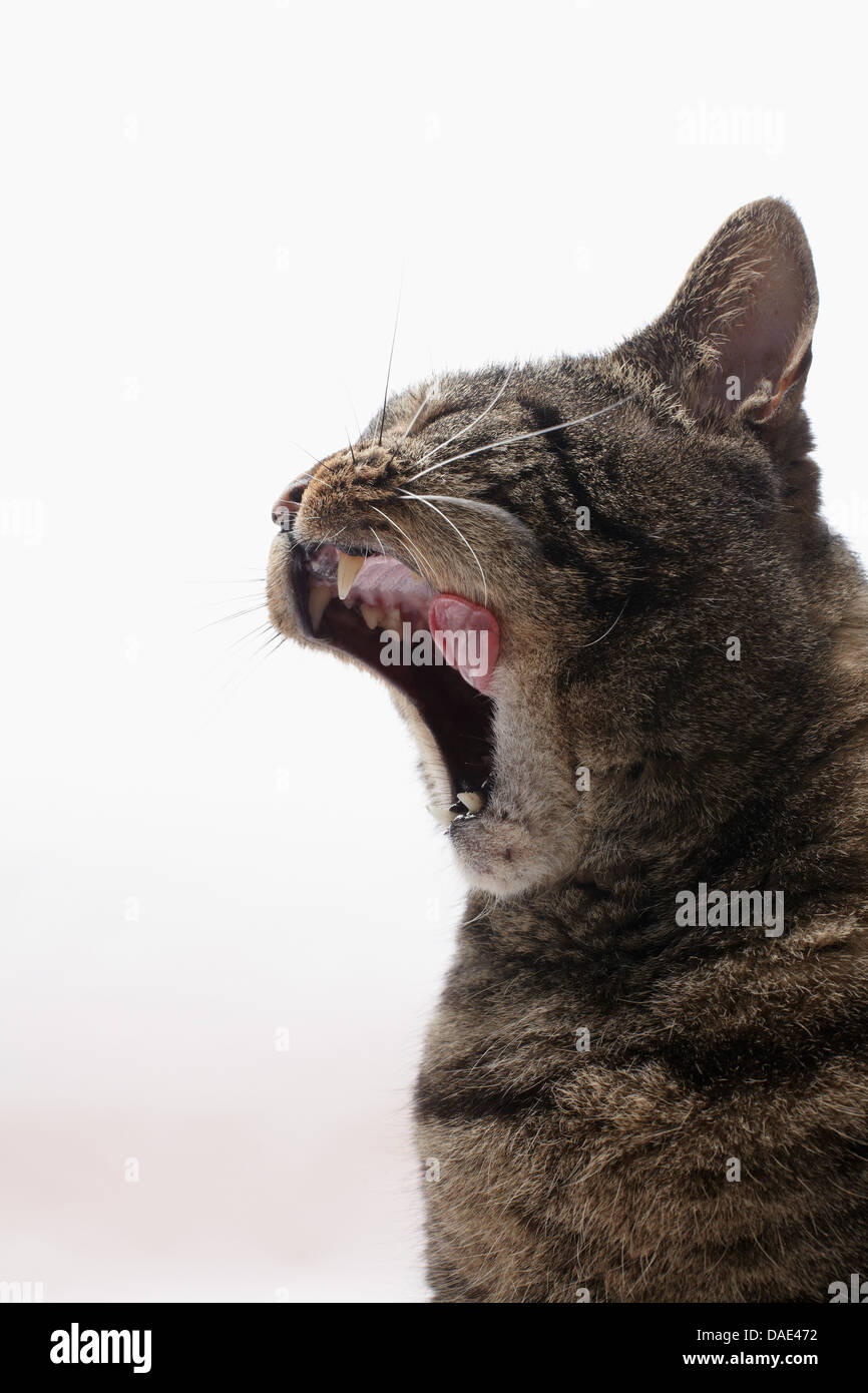 tabby cat licking open mouth Stock Photo Alamy
