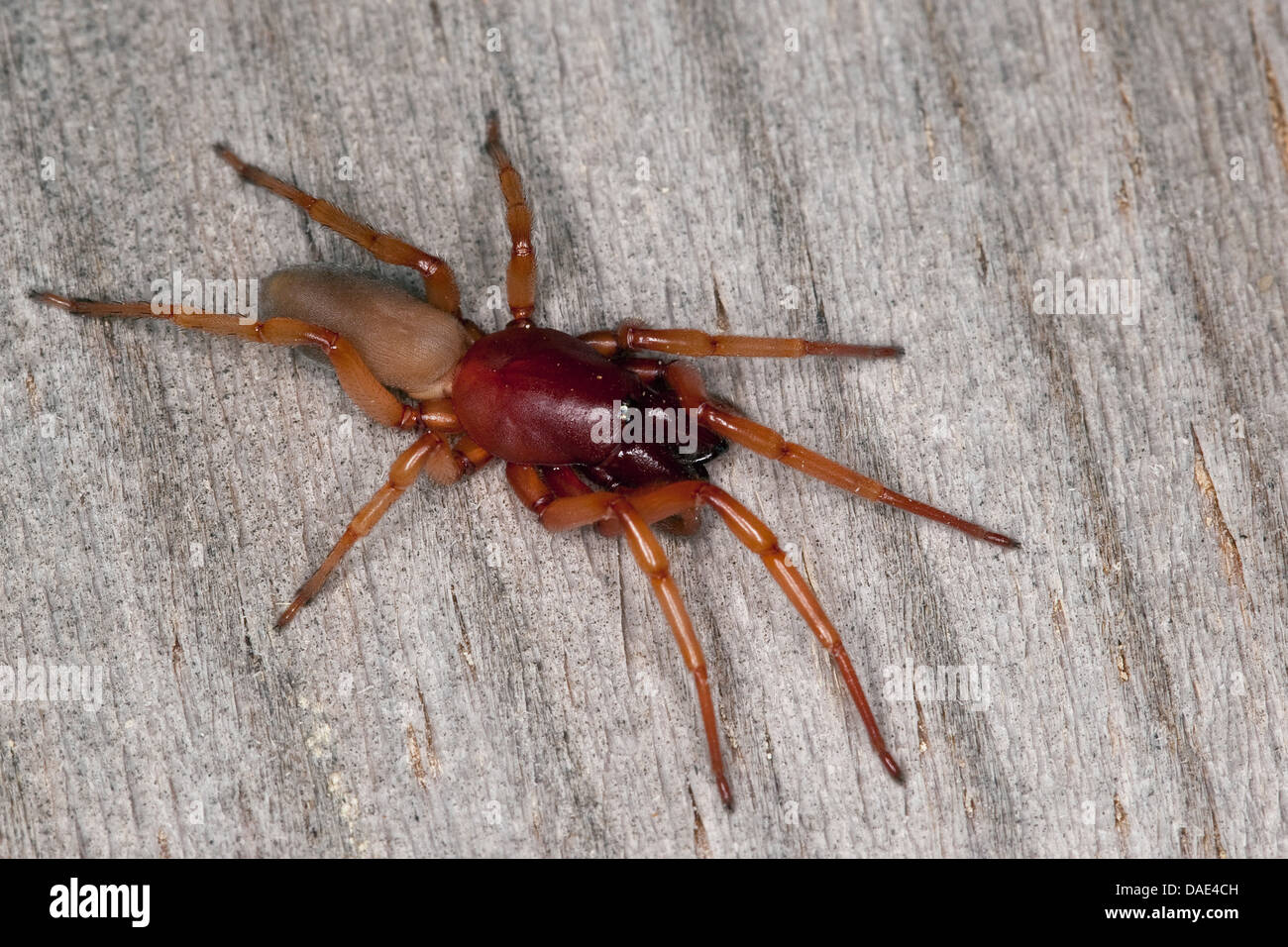 Woodlouse Spiders  Miche Pest Control