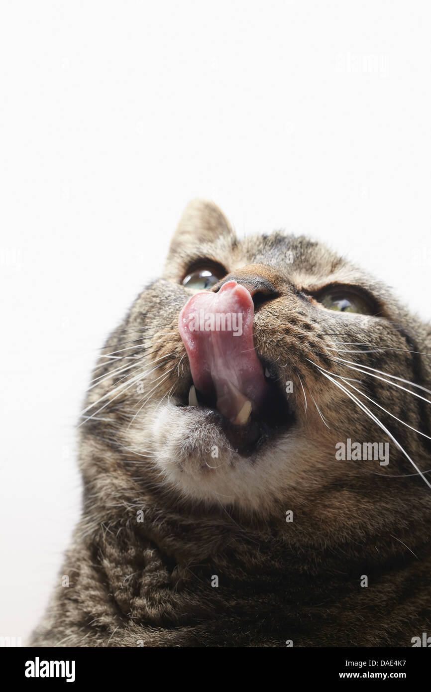tabby cat licking Stock Photo