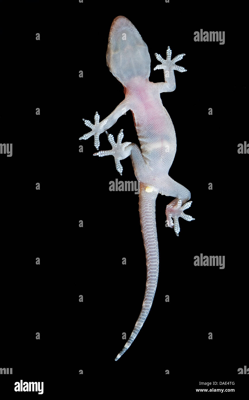 Turkish gecko, Mediterranean gecko (Hemidactylus turcicus), on a glass pane Stock Photo