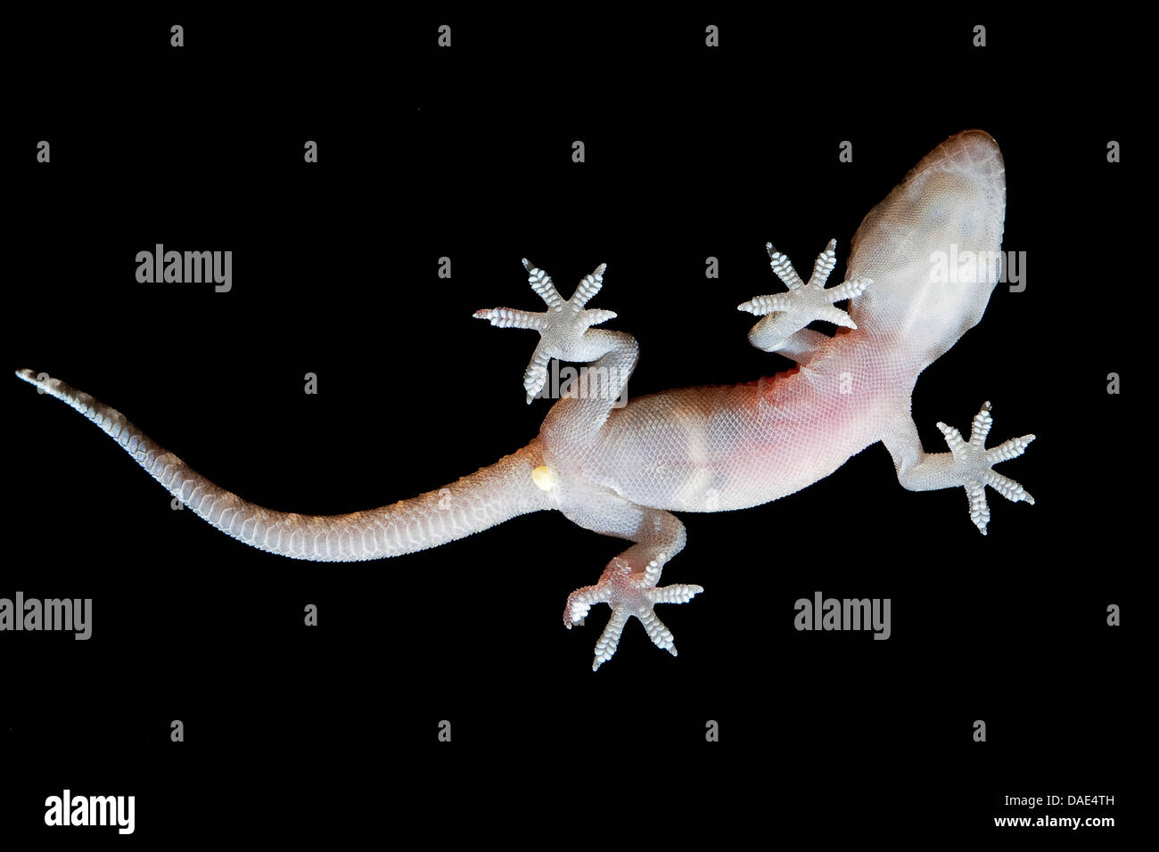 Turkish gecko, Mediterranean gecko (Hemidactylus turcicus), on a glass pane Stock Photo